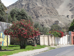 Copiapo road side beauty