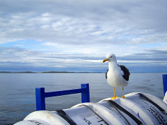 Solovetsky island. Seagull