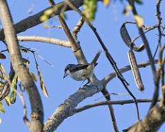 Shrike