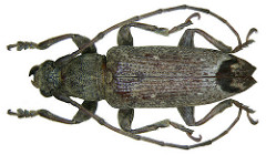 Sybra preapicefuscofasciata Breuning, 1964