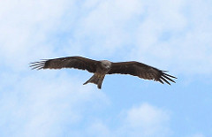 Eagle