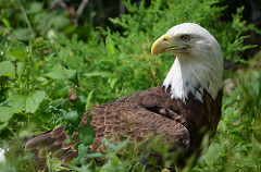 eagle