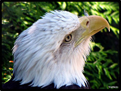 Eagle