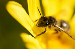 Mosca de las flores 2.0