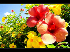 A FESTA DAS FLORES  -The Party of Flowers