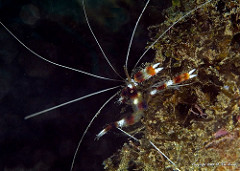 4390 Banded coral shrimp