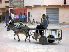 Donkey Cart, Dakhla