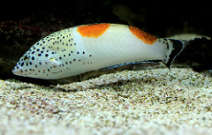 Clown Coris-Coris aygula