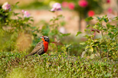 en medio del jardín