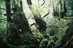 屋久島 (Yakushima) 04