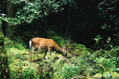 屋久島 (Yakushima) deer