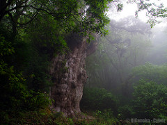 霧の縄文杉 (Jomon Sugi)