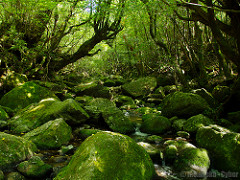 白谷雲水峡 (Shiratani Unsui-kyo Gorge)