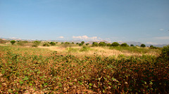 Cotton Fields and Rwenzori