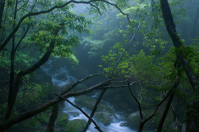 Peaking through, Yakushima Island