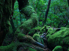 Moss covered roots, Yakushima island