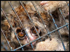 Chinese medicine in a cage