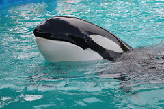 MIAMI SEAQUARIUM