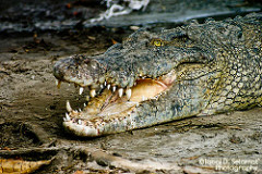 @ Crocodile Farm, Miri - Sarawak, Malaysia