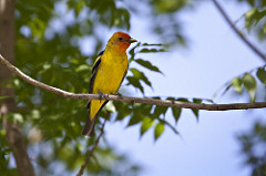 Western Tanager