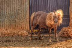 I whip my hay back and forth