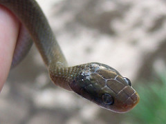 Herald Snake - Crotaphopeltis hotamboeia 1g