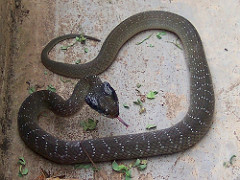 Herald Snake - Crotaphopeltis hotamboeia 1e
