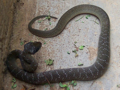 Herald Snake - Crotaphopeltis hotamboeia 1c