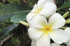 Frangipani, Sandakan, Msia, Jan 2011