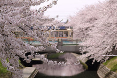 tram and cherryblossom 060417