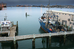 Tauranga Harbor