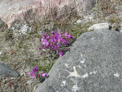 Kangerlussuaq