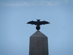 Bat of Palma