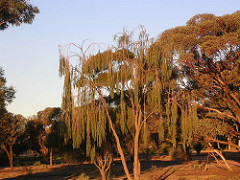 Willow in the Late Afternoon