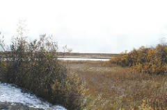 Alakanuk Golden Fields