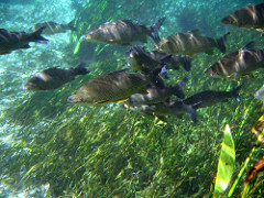 Peixes em Bonito