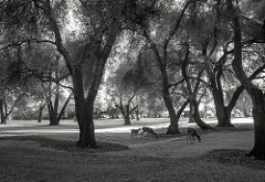 the oak woodlands of rancho cordova