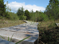 Ahousaht Wild Side Heritage Trail, Flores Island, Clayoquot Sound, BC
