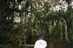 The jungle beyond Iquitos