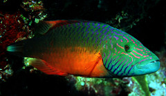 Cheek-Lined Wrasse-Oxycheilinus digramma