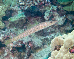 Cigar Wrasse-Cheilio inermis
