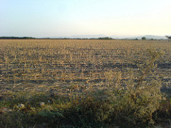 Campos