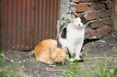 Cats