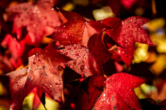 Red Leaves - Santa Cruz