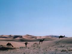 Sahara dune