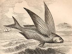 flyingfish