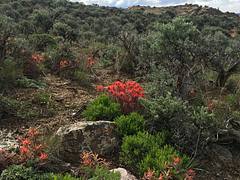 Sagebrush steppe: Gunnison Colorado