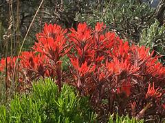 Sagebrush steppe: Gunnison Colorado