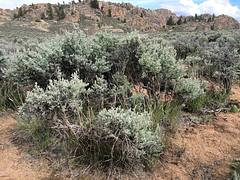 Sagebrush steppe: Gunnison Colorado
