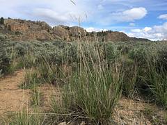 Sagebrush steppe: Gunnison Colorado